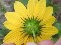 Helianthus debilis silvestris