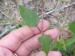 Helianthus debilis silvestris