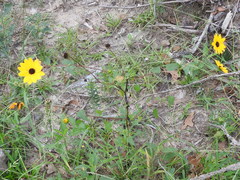 Helianthus debilis silvestris