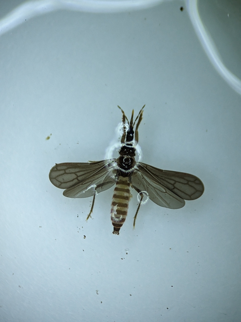 Maoristolinae