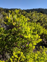 Arctostaphylos hookeri hookeri