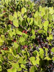Arctostaphylos hookeri hookeri