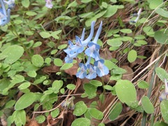 Corydalis caudata