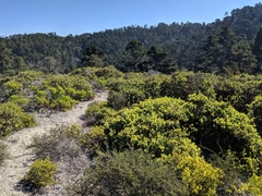 Arctostaphylos hookeri hookeri