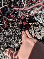 Arctostaphylos hookeri hookeri