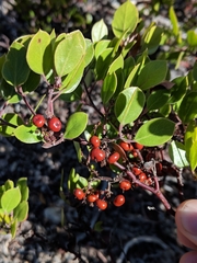 Arctostaphylos hookeri hookeri