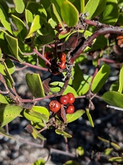Arctostaphylos hookeri hookeri