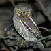 Tecolote Enano - Photo (c) highsinger, algunos derechos reservados (CC BY), subido por highsinger