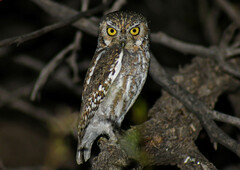 Elf Owl photo 5