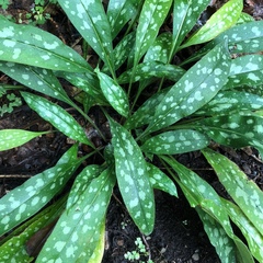 Pulmonaria officinalis