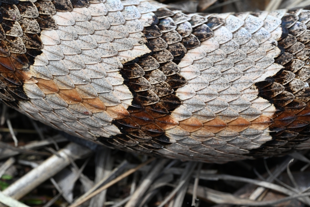 Timber Rattlesnake in March 2023 by Kevin. DOR · iNaturalist