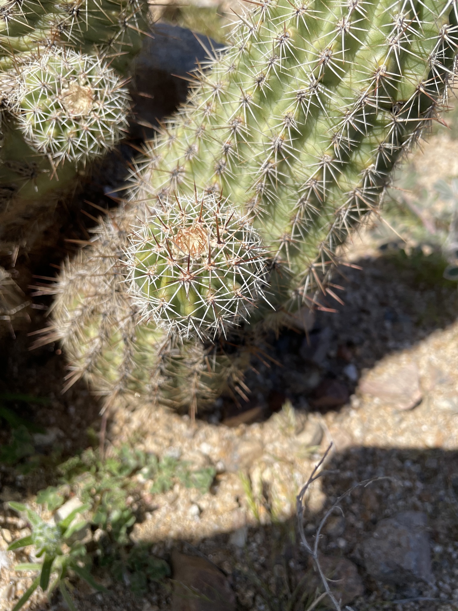 Echinocereus bonkerae | Botanico Hub