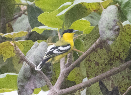 Marshall's Iora (Aegithina nigrolutea), photo 3