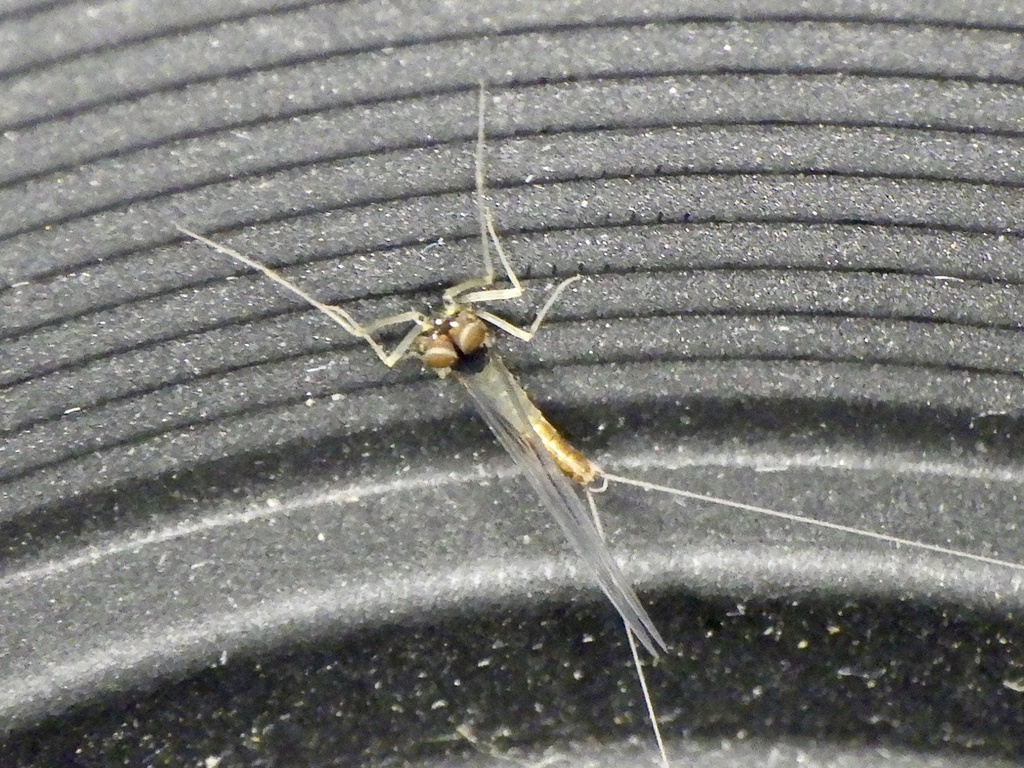 Baetis thermicus