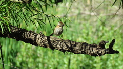 Zonotrichia capensis