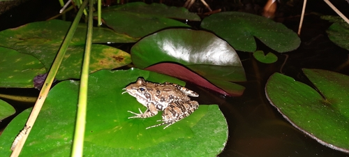 Common River Frog, Amietia delalandii