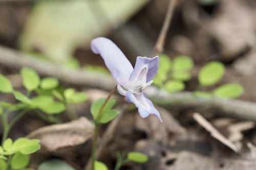 Corydalis lineariloba, photograph 3