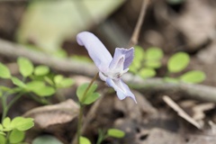 りなべる, CC BY, iNaturalist via GBIF Corydalis lineariloba, photograph りなべる, CC BY, iNaturalist via GBIF