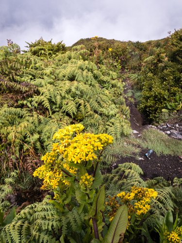 Senecio sumatranus observed 2022-06-23