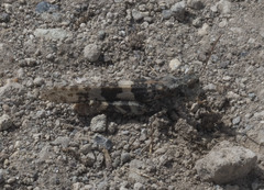 Trimerotropis diversellus