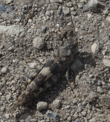 Trimerotropis diversellus