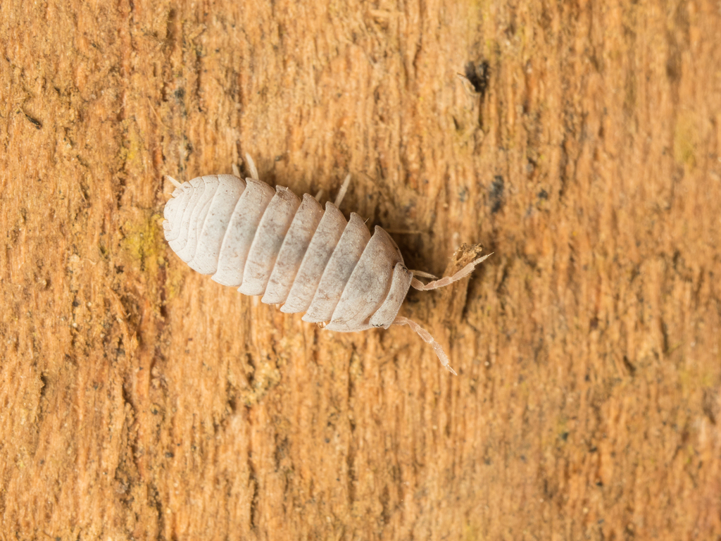 Sumatrillo
