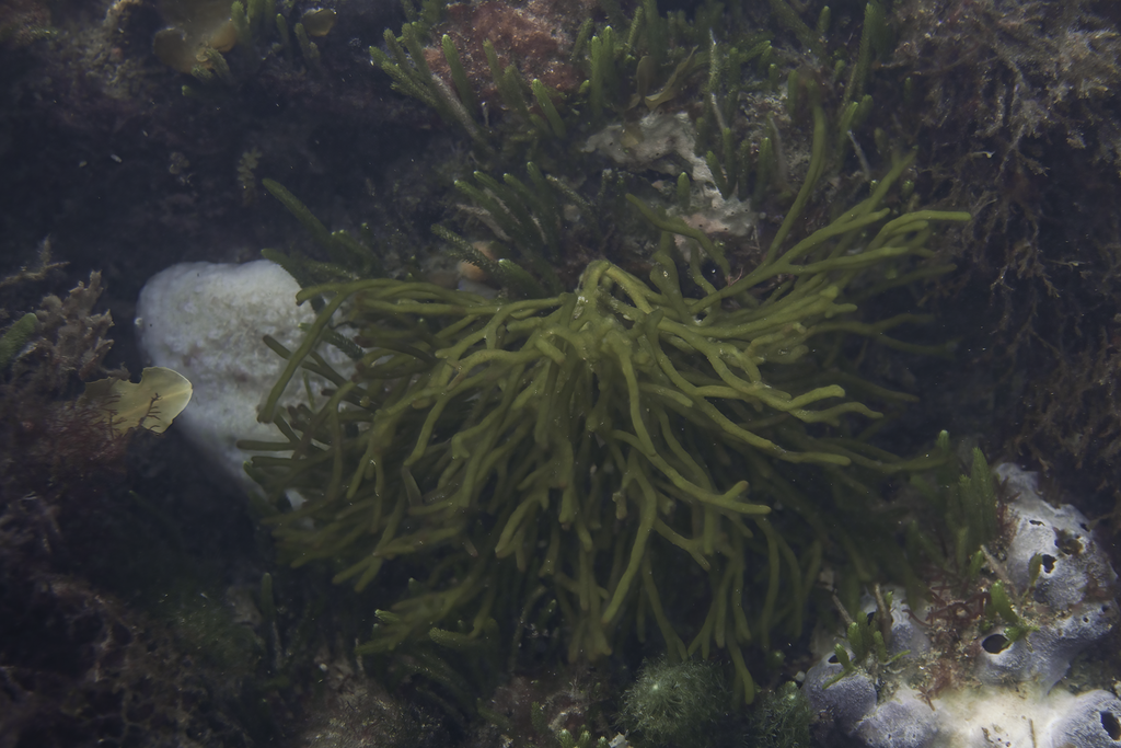 Codium harveyi