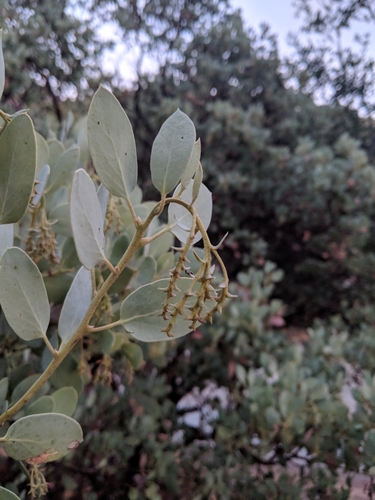 iNaturalist observation photo of Big Berry Manzanita