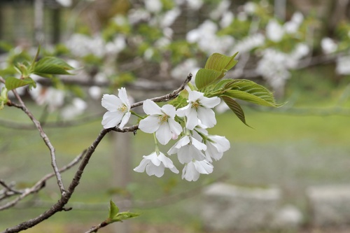 Prunus jamasakura, photograph 4