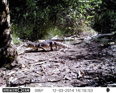 Caiman crocodilus chiapasius