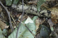 Chytolita morbidalis