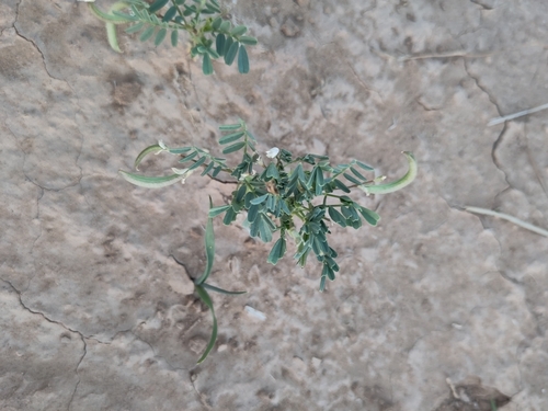 Astragalus crenatus image