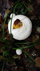 Agaricus silvicolisimilis