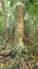 Handroanthus guayacan image