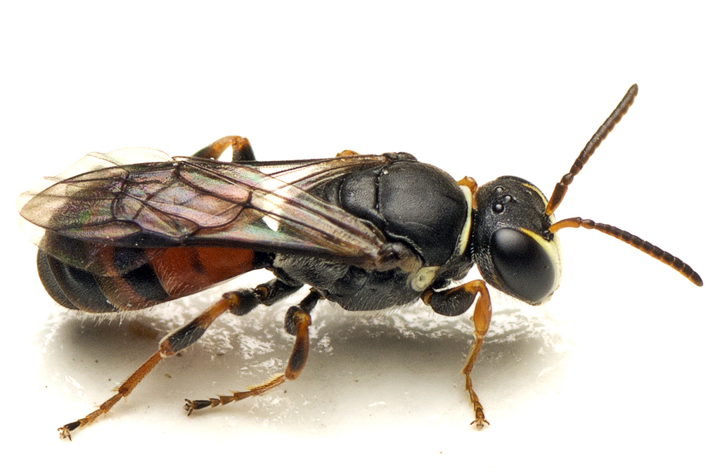 Littler's Masked Bee