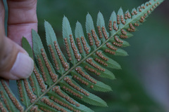 Polystichum imbricans curtum