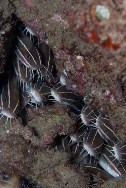 Striped Eel Catfish