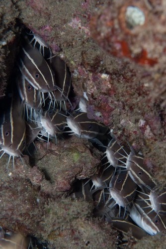 Striped Eel Catfish