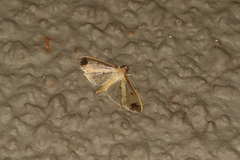 Eulepte concordalis