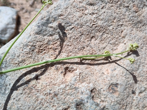 Crambe kralikii image