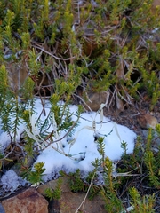 Boechera platysperma