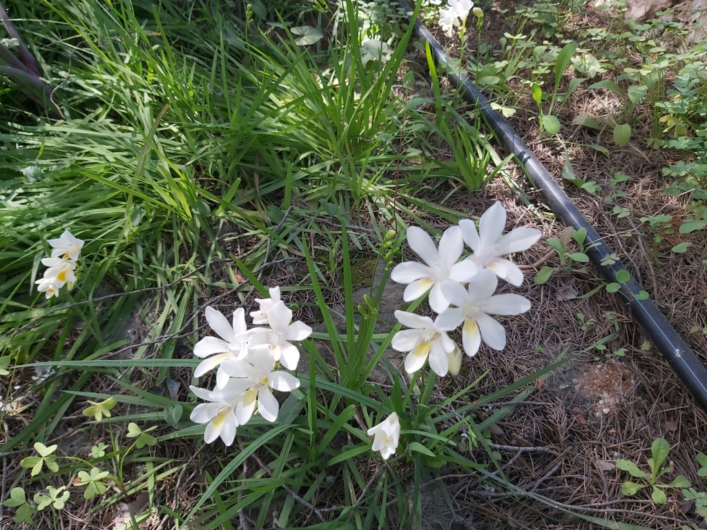 Freesia leichtlinii, Lawrenti, Siġġiewi, Malta