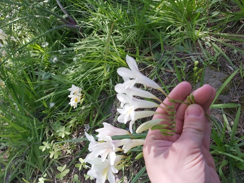Freesia leichtlinii