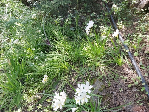 Freesia leichtlinii