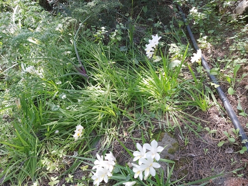 Freesia leichtlinii