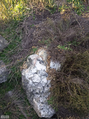 Pronolagus saundersiae