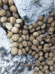 Pronolagus saundersiae