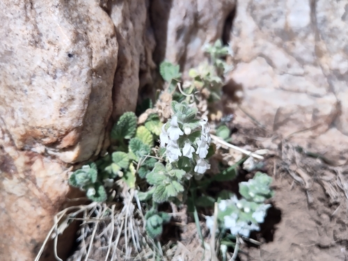 Sideritis villosa image