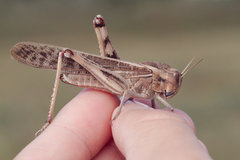 Locusta migratoria cinerascens