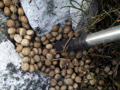 Pronolagus saundersiae